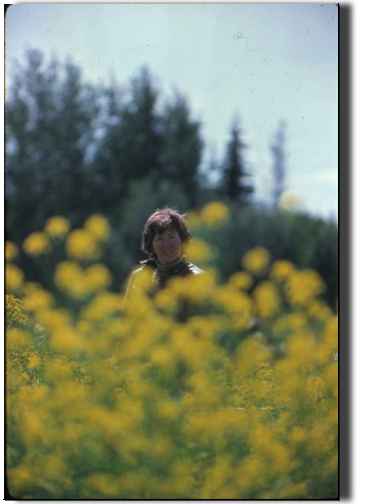 across the prairies, in fields of rapeseed across the prairies, in fields of rapeseed