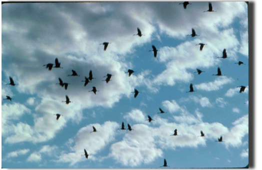a skylful of Sandhill Cranes
Ontario
